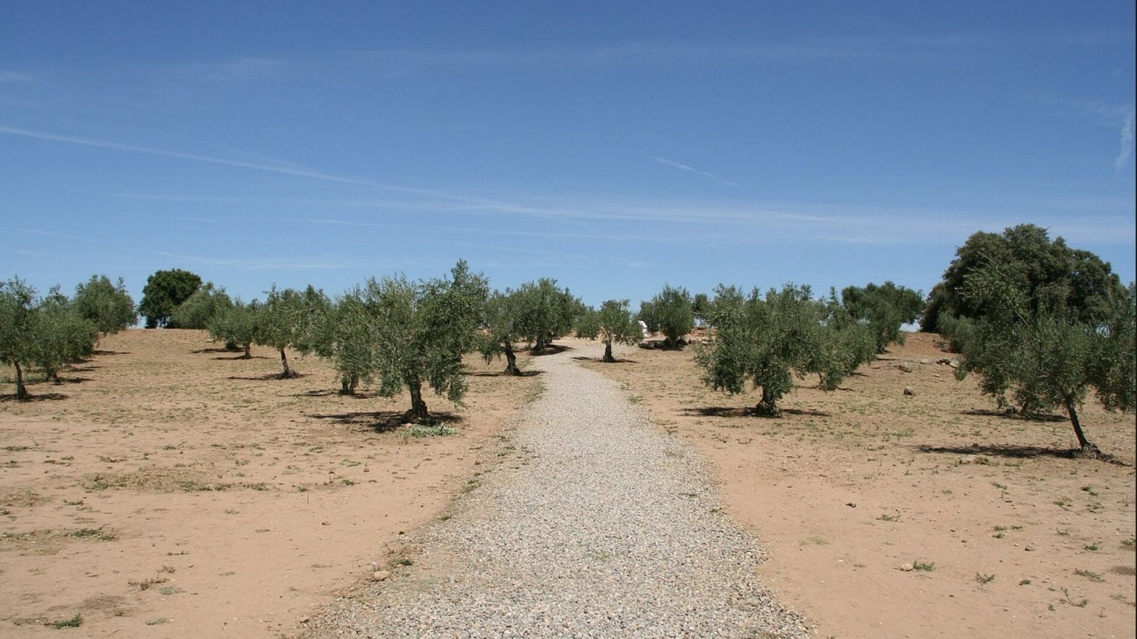 Capera